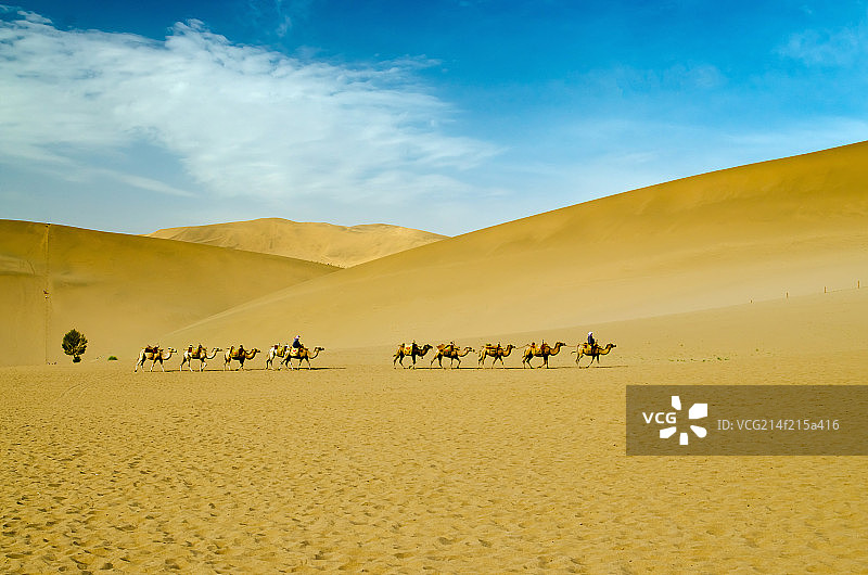 内蒙古沙漠驼队图片素材