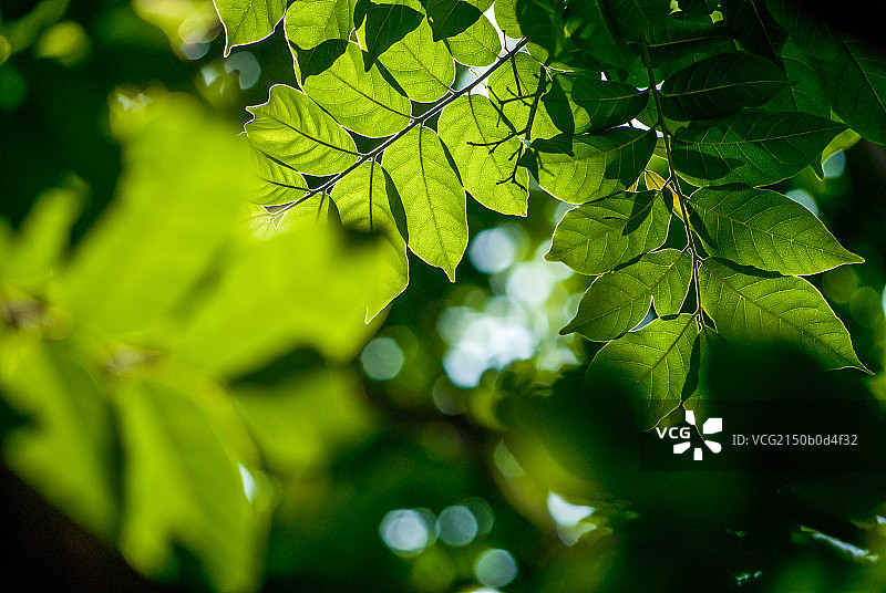 阳光透过树叶的场景图片素材