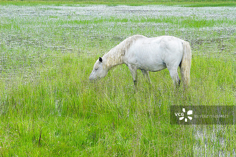 河曲马图片素材