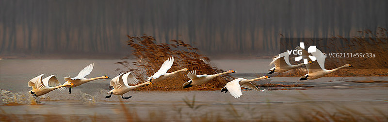 河南三门峡市黄河王官景区内白天鹅图片素材