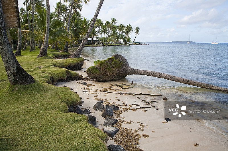 Fallen palm tree on beach side,Chuuk, Federated States of Micronesia图片素材