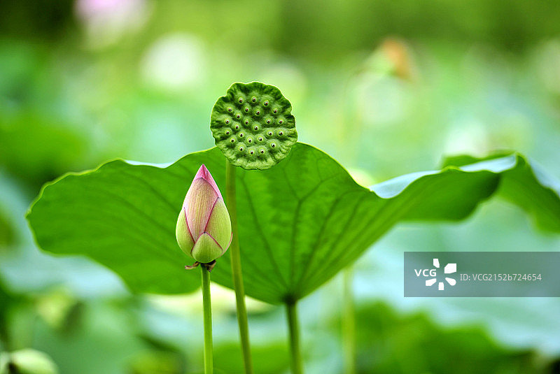 夏天盛开的粉白色荷花图片素材