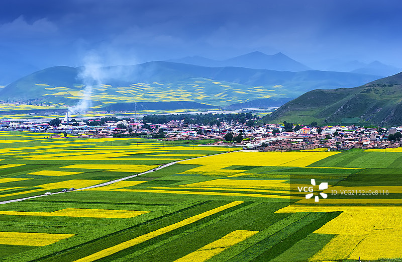 青海门源油菜花风景图片素材