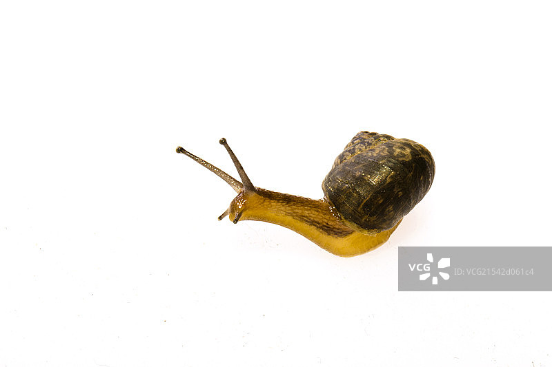 小蜗牛在活动中图片素材