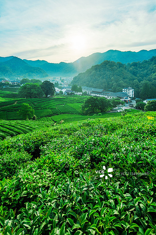 龙井茶园图片素材