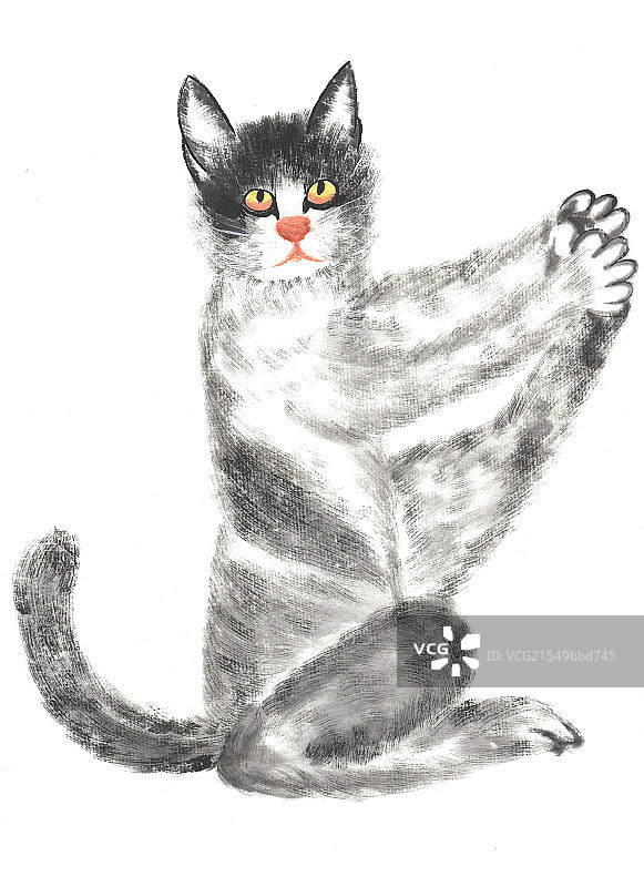 猫咪百态图片素材