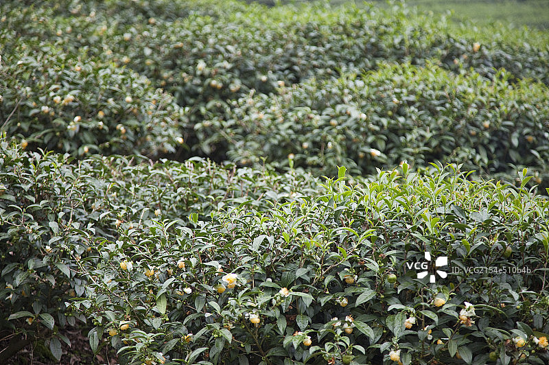 茶叶,茶园图片素材