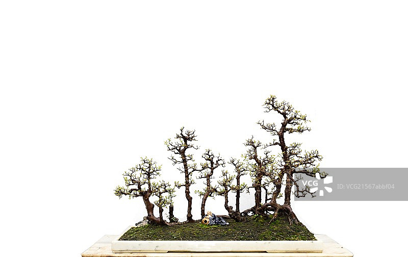 岭南盆景图片素材