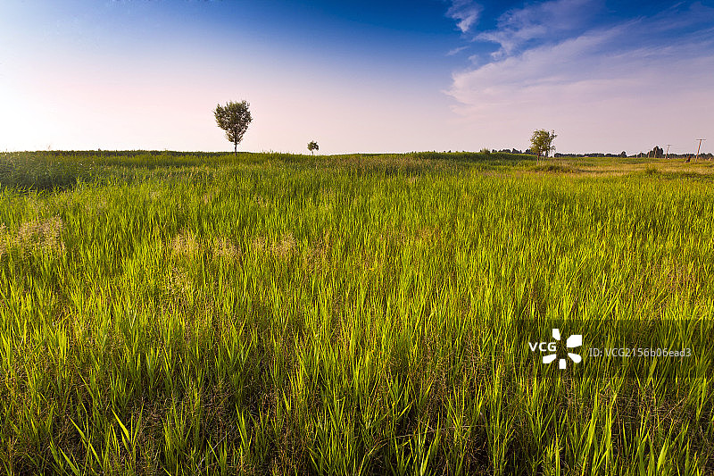 草原上的树图片素材