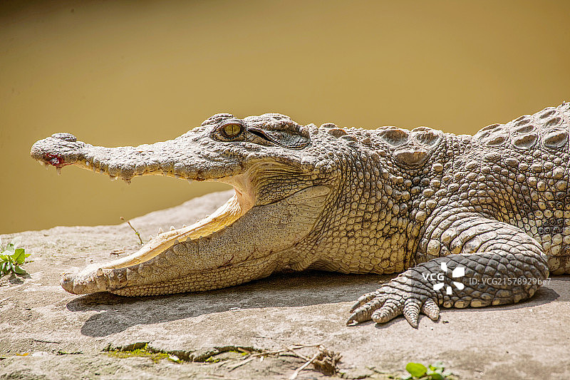 鳄鱼图片素材