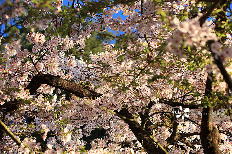 台湾阿里山自然风光图片素材