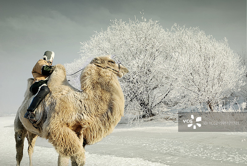 呼伦贝尔骑骆驼的鄂温克人图片素材