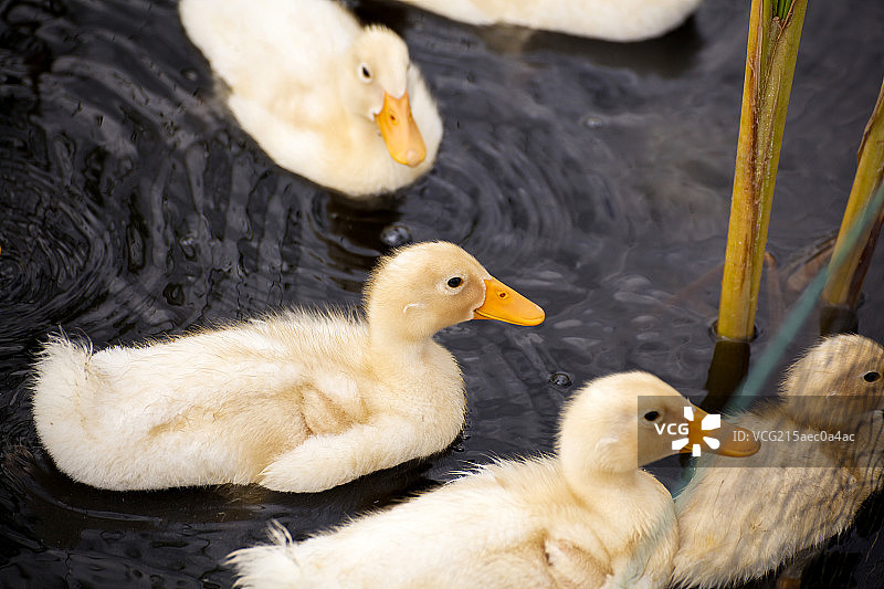 在芦苇间嬉戏小绒鸭子图片素材