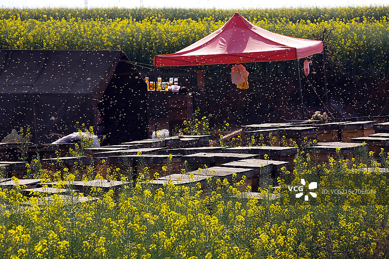 云南省罗平油菜花图片素材