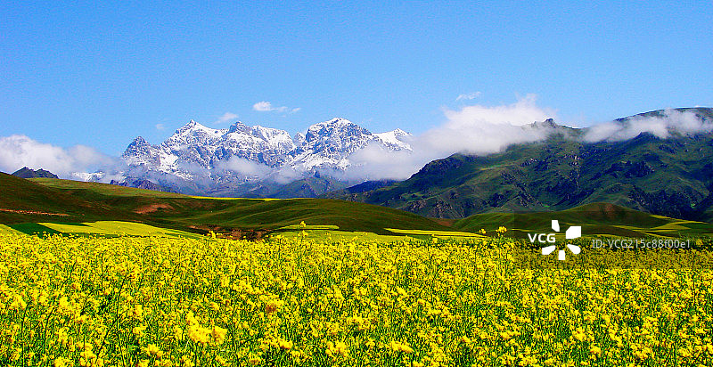 青海省门源油菜花田图片素材
