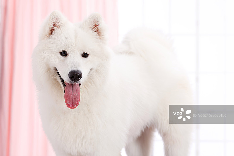 兽医给小狗做图片素材