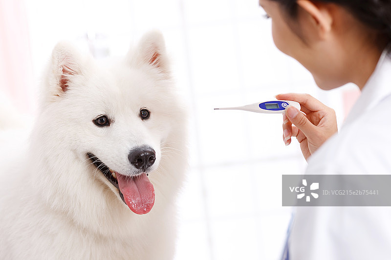 兽医给小狗做图片素材