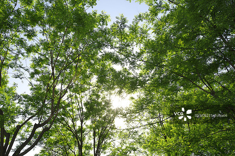 茂密的树林图片素材