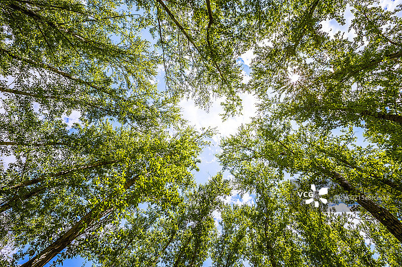 仰望森林-paige图片素材