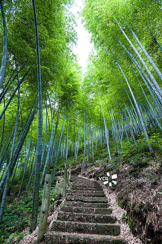 木坑竹海图片素材