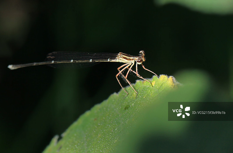 昆虫蜻蜓图片素材