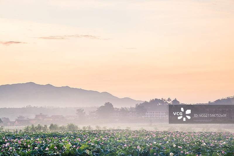 姚西村荷塘江西抚州广昌图片素材