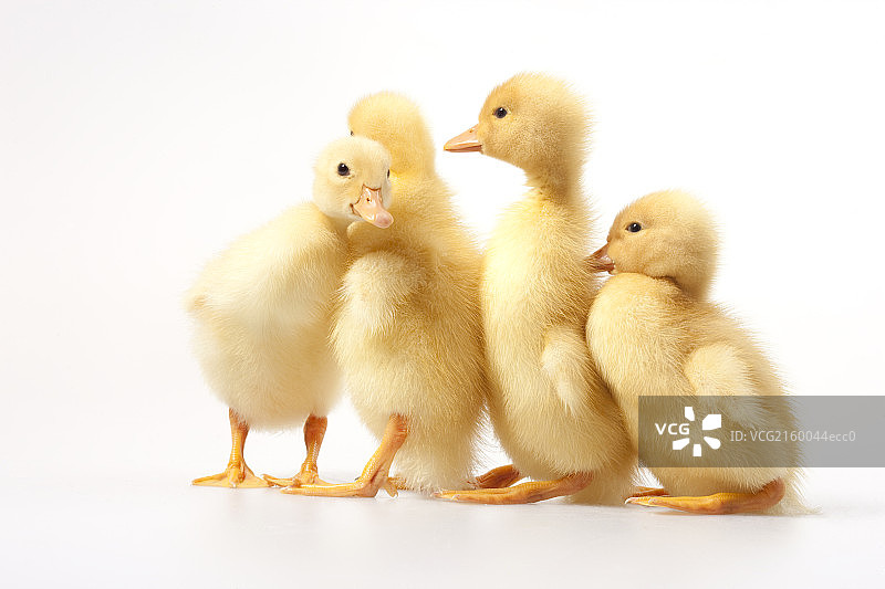 小鸭排成一排图片素材