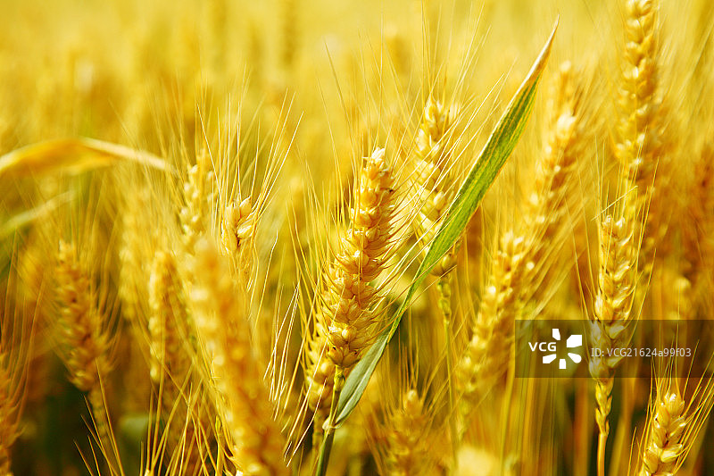 金色麦田图片素材