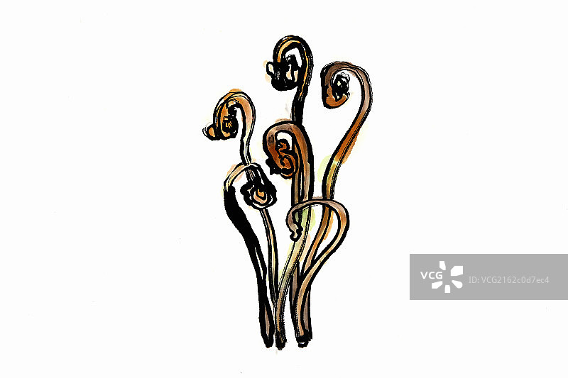 day lily图片素材