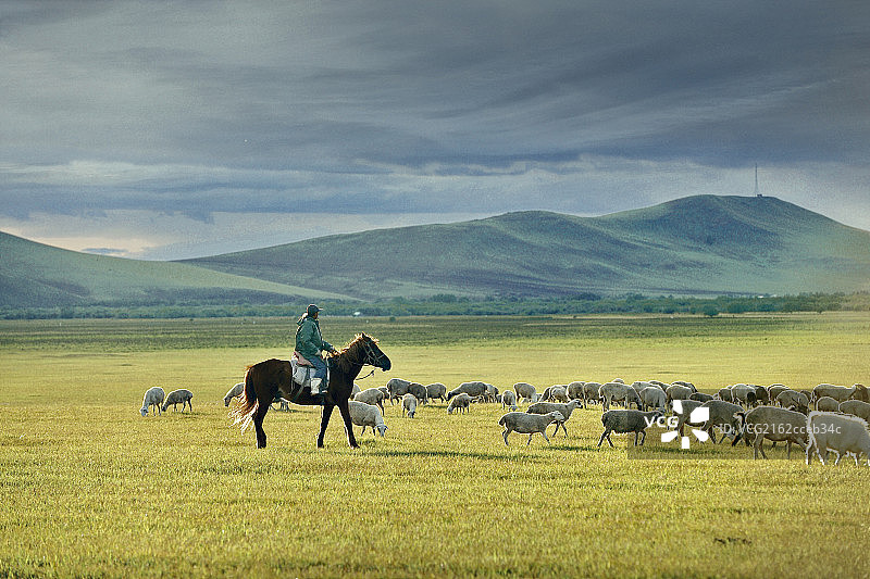 呼伦贝尔的放牧图片素材
