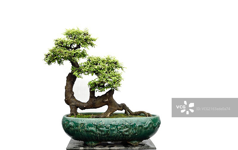 岭南盆景图片素材