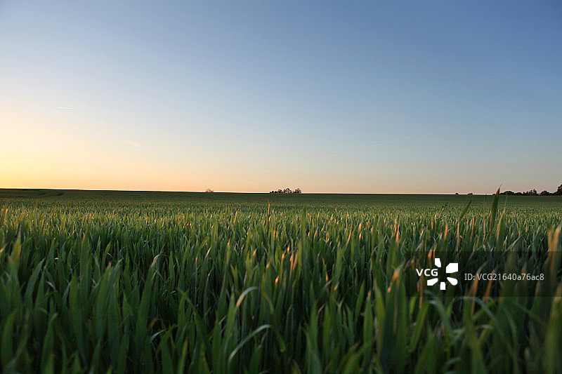 落日下的麦田图片素材