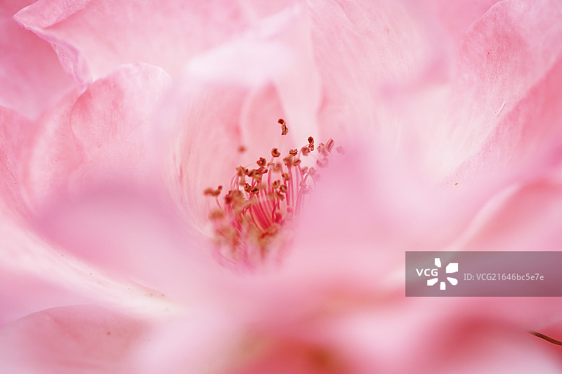 浪漫粉红花微拍图片素材