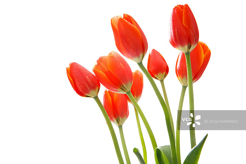 郁金香图片素材