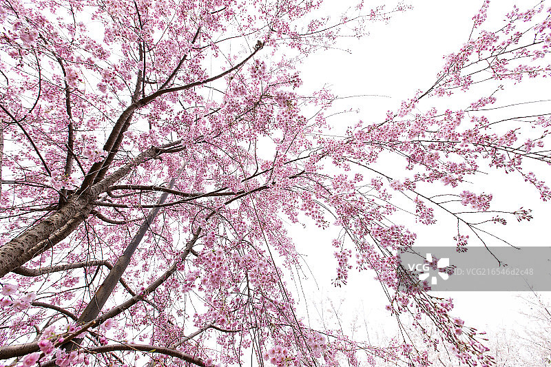 树上的繁茂花朵图片素材