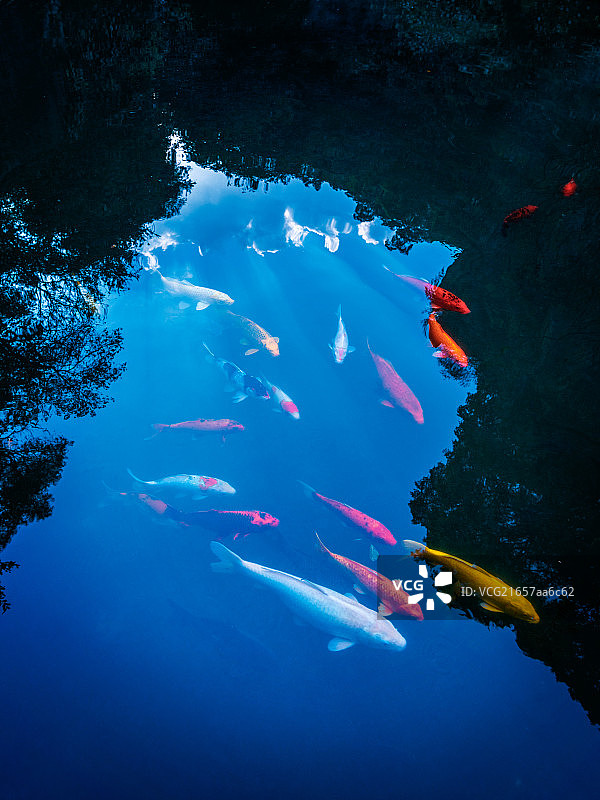 年年有余图片素材