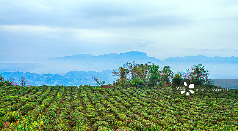 四川省蒙顶山茶园图片素材