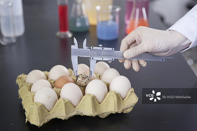 手用卡尺测量鸡蛋图片素材