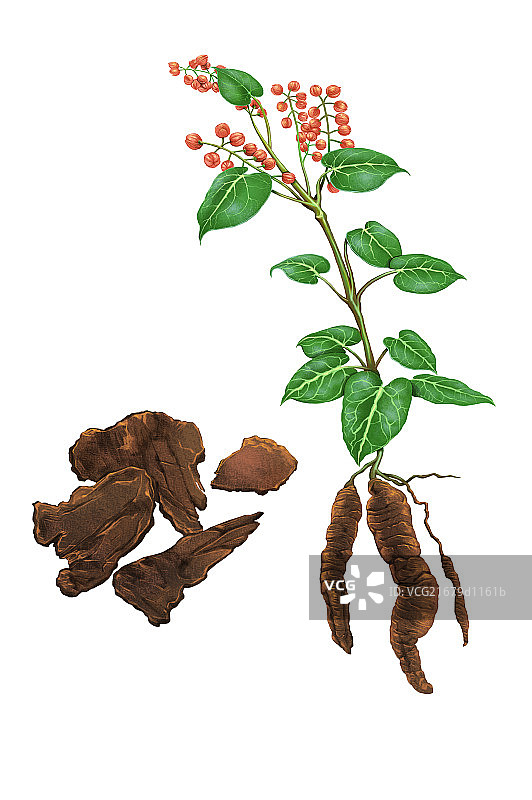 插画,中药,何首乌,图片素材