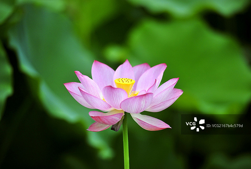 夏天盛开的粉白色荷花图片素材