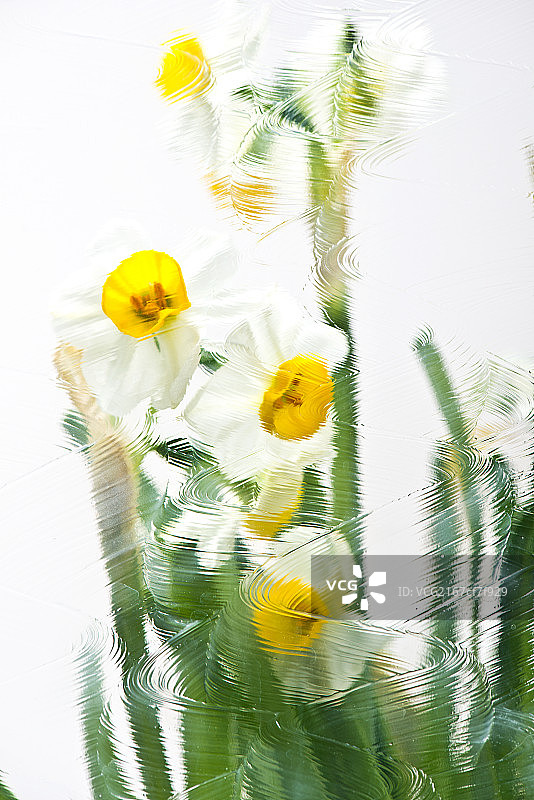 水仙花图片素材