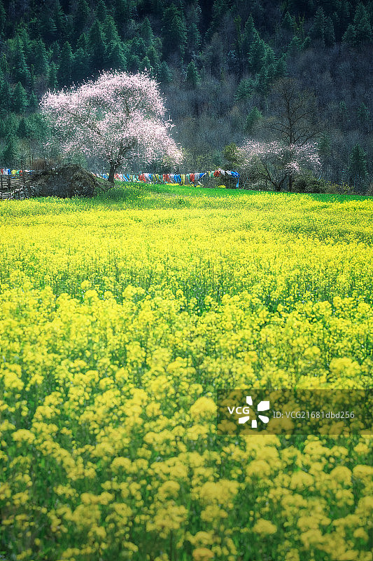 西藏花海图片素材