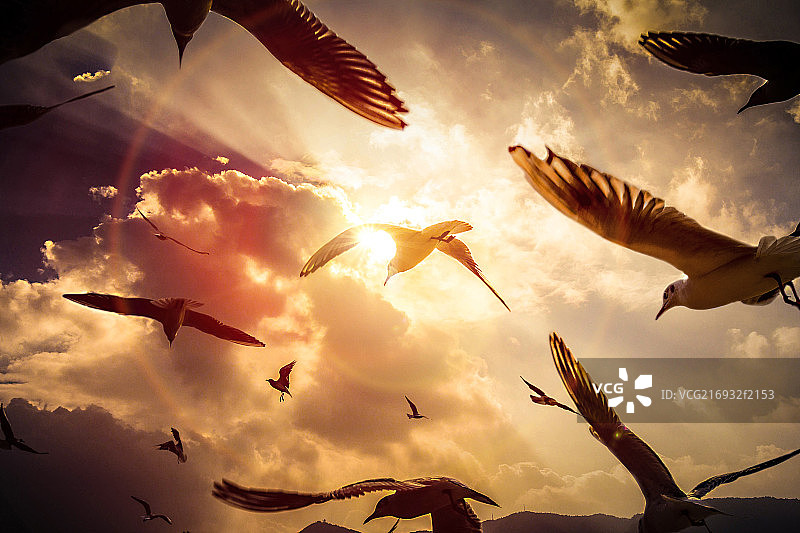 飞翔的海鸥图片素材