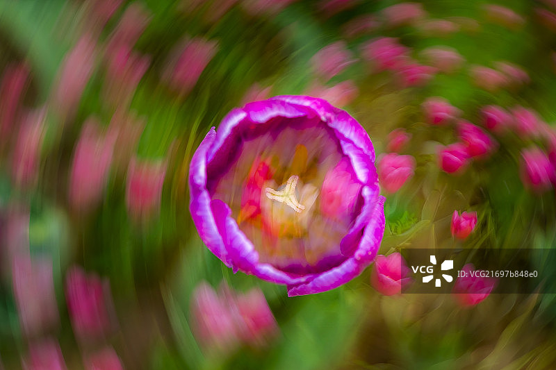 二次曝光旋转郁金香图片素材