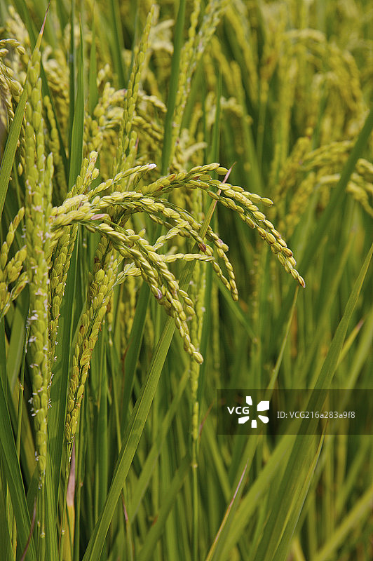 台湾,云林,斗南镇,稻田,农田,图片素材