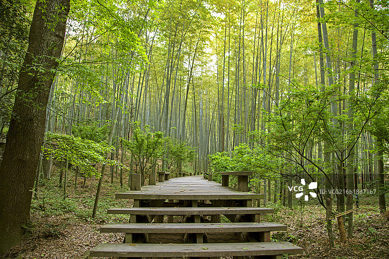 中国南方竹林间的木板路图片素材