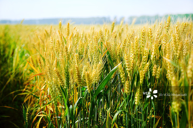金色麦田图片素材