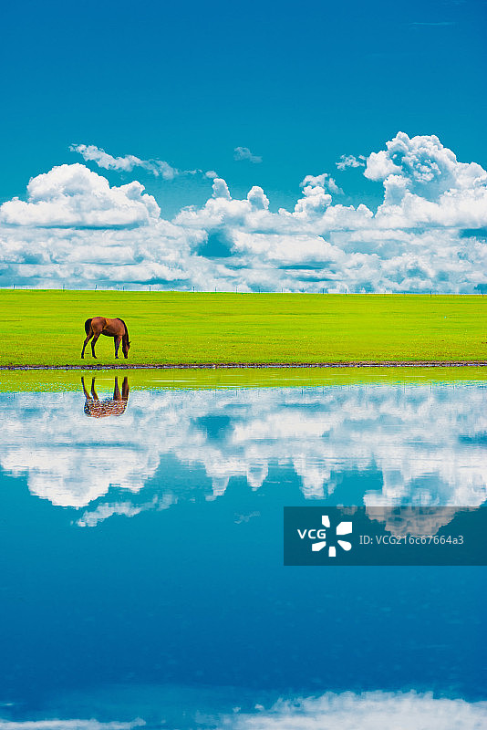 内蒙古呼伦贝尔市莫尔格勒河边上的马匹图片素材