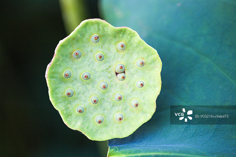 荷叶莲蓬图片素材