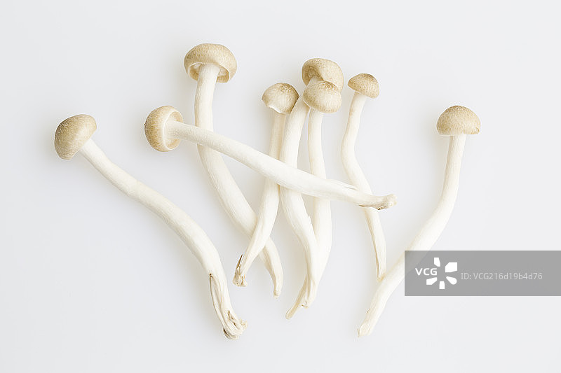 蟹味菇图片素材